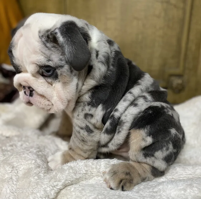 Bugotti (SHRINKABULL Son) – English Bulldog puppy for sale in Cullman, AL