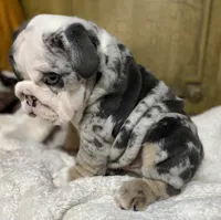 Bugotti (SHRINKABULL Son), a male English Bulldog for sale in Cullman, AL – 2 of 10