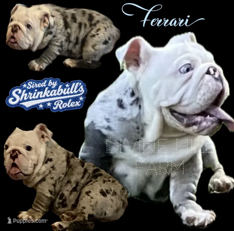 Ferrari (SHRINKABULL Son) – English Bulldog puppy for sale in Cullman, AL