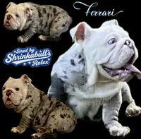 Ferrari (SHRINKABULL Son), a male English Bulldog for sale in Cullman, AL – 1 of 10