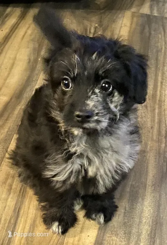 Jazmin – Yorkipoo puppy for sale in Cullman, AL