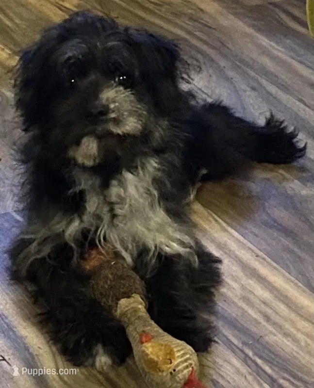 Jazmin – Yorkipoo puppy for sale in Cullman, AL