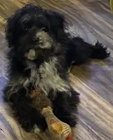 Jazmin, a female Yorkipoo for sale in Cullman, AL – Photo 1 of 4