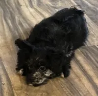 Jazmin, a female Yorkipoo for sale in Cullman, AL – Photo 2 of 2