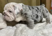 Ferrari (SHRINKABULL Son), a male English Bulldog for sale in Cullman, AL – 6 of 10