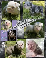 Bentley (SHRINKABULL Son), a male English Bulldog for sale in Cullman, AL – 5 of 5
