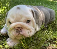 Bentley (SHRINKABULL Son), a male English Bulldog for sale in Cullman, AL – 4 of 5