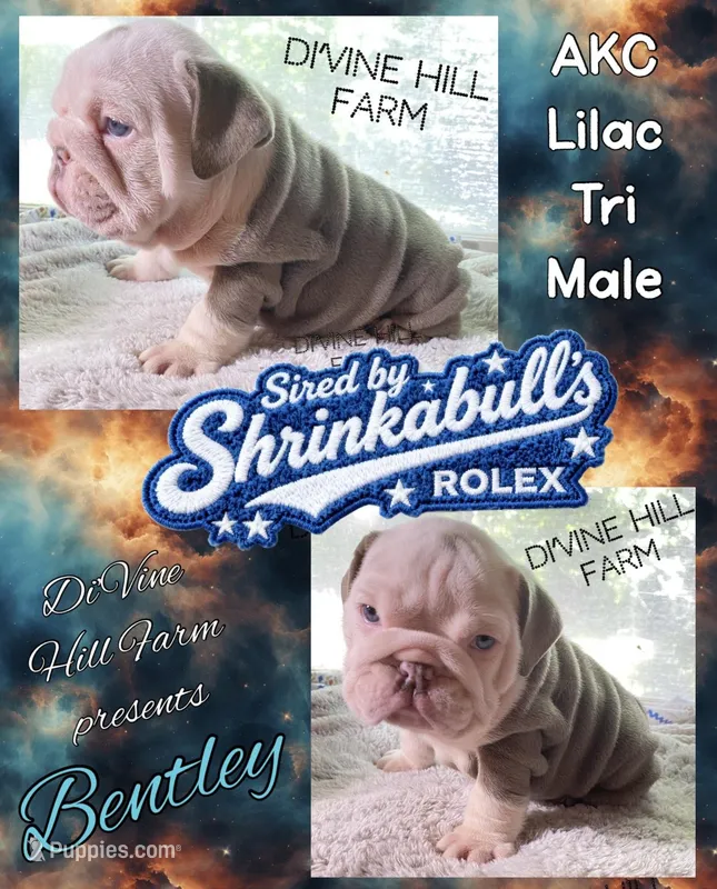 Bentley (SHRINKABULL Son) – English Bulldog puppy for sale in Cullman, AL