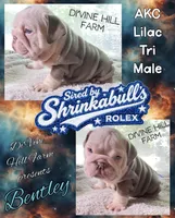 Bentley (SHRINKABULL Son), a male English Bulldog for sale in Cullman, AL – 1 of 5