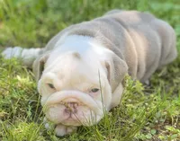 Bentley (SHRINKABULL Son), a male English Bulldog for sale in Cullman, AL – 2 of 5