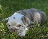 Bentley (SHRINKABULL Son), a male English Bulldog for sale in Cullman, AL – 3 of 5