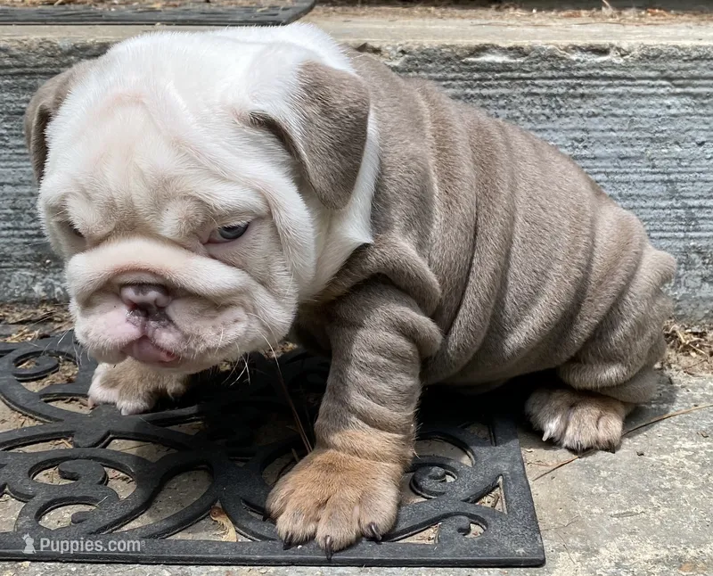 Benz (SHRINKABULL Son) – English Bulldog puppy for sale in Cullman, AL