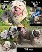 Ferrari (SHRINKABULL Son), a male English Bulldog for sale in Cullman, AL – 8 of 10