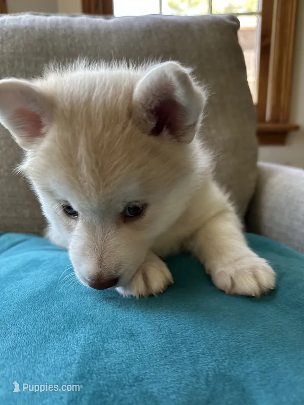 Jade – Pomsky puppy for sale in Melvin, MI