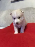 Jade, a male Pomsky for sale in Melvin, MI – 2 of 4