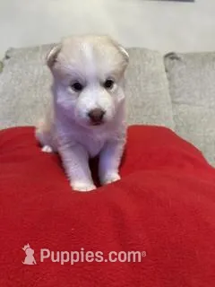 Jade – Pomsky puppy for sale in Melvin, MI