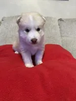 Jade, a male Pomsky for sale in Melvin, MI – 1 of 4
