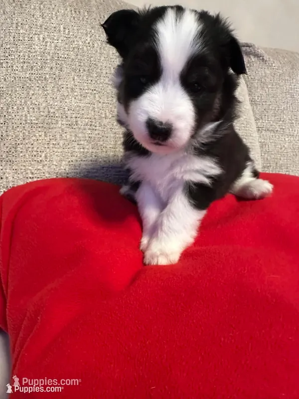Jodie – Pomsky puppy for sale in Melvin, MI