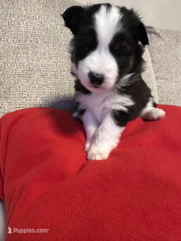 Jodie – Pomsky puppy for sale in Melvin, MI