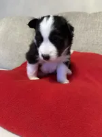 Jodie, a female Pomsky for sale in Melvin, MI – 2 of 4
