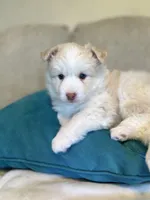 Goldie, a female Pomsky for sale in Melvin, MI – 4 of 8