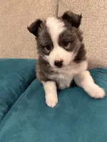 FOXIE, a female Pomsky for sale in Melvin, MI – 4 of 5