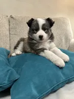 FOXIE, a female Pomsky for sale in Melvin, MI – 3 of 5