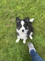 Jodie, a female Pomsky for sale in Melvin, MI – 6 of 6