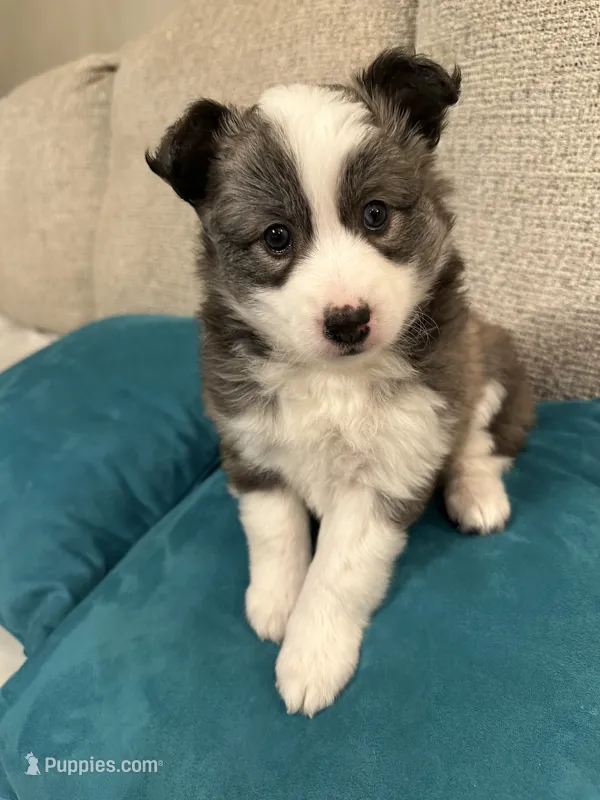 FOXIE – Pomsky puppy for sale in Melvin, MI
