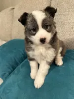 FOXIE, a female Pomsky for sale in Melvin, MI – 1 of 5