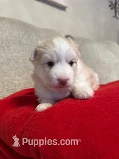 Goldie – Pomsky puppy for sale in Melvin, MI