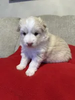 Goldie, a female Pomsky for sale in Melvin, MI – 2 of 2