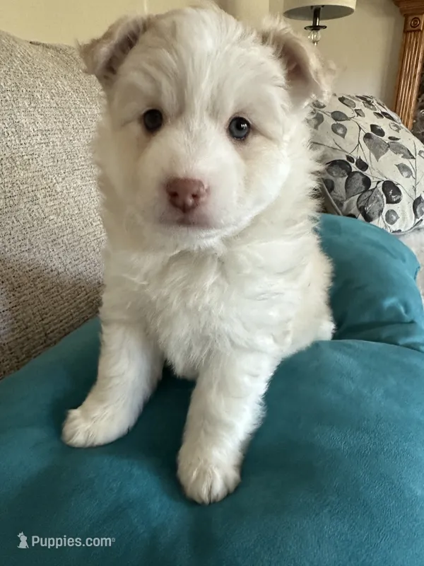 Goldie – Pomsky puppy for sale in Melvin, MI