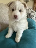Goldie, a female Pomsky for sale in Melvin, MI – 1 of 8