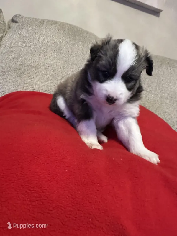 FOXIE, a female Pomsky for sale in Melvin, MI – 1 of 4