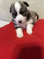 FOXIE, a female Pomsky for sale in Melvin, MI – 2 of 4