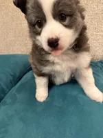 FOXIE, a female Pomsky for sale in Melvin, MI – 2 of 5
