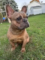 Mabel, a female French Bulldog for sale in Andover, MN – 3 of 3