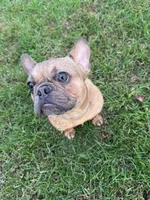 Mabel, a female French Bulldog for sale in Andover, MN – 2 of 3