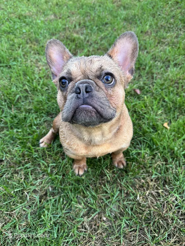 Mabel – French Bulldog puppy for sale in Andover, MN
