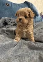 Tadeo, a male Maltipoo for sale in Glendale, CA – 1 of 1