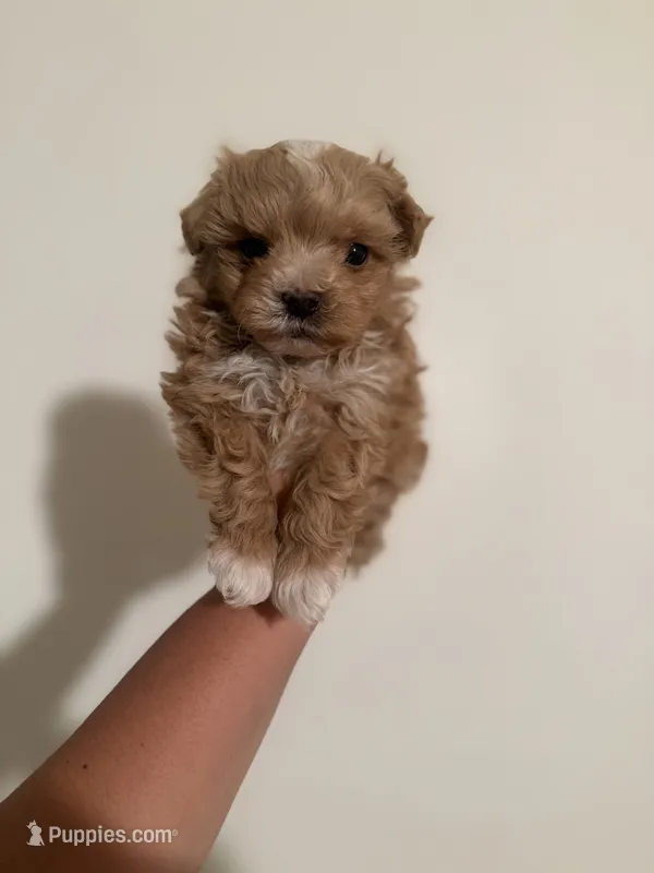 Bear  – Maltipoo puppy for sale in Glendale, CA