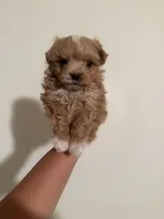 Bear , a male Maltipoo for sale in Glendale, CA – 1 of 1