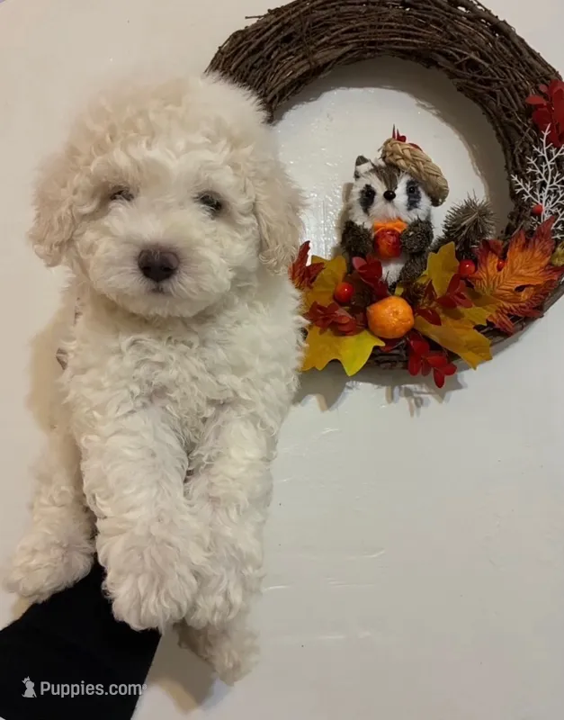 Teddy  – Maltipoo, Poodle - Toy  puppy for sale in Glendale, CA