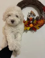 Teddy , a male Maltipoo and Poodle - Toy  for sale in Glendale, CA – 1 of 1