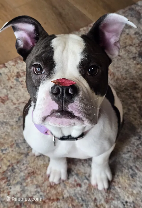 Luna Mae – Olde English Bulldogge puppy for sale in White House, TN