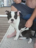 Luna Mae, a female Olde English Bulldogge for sale in White House, TN – Photo 2 of 3