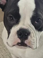 Luna Mae, a female Olde English Bulldogge for sale in White House, TN – Photo 3 of 3