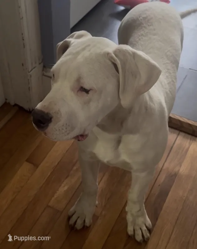 Iris – Dogo Argentino puppy for sale in Patchogue, NY