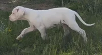 Oso, a male Dogo Argentino for sale in Patchogue, NY – 3 of 3